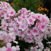 Флокс метельчатый - сеянец флокса Румяный © blumgarden.ru