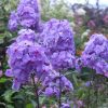 Флокс метельчатый сине-фиолетовый © blumgarden.ru