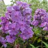 Флокс сине-фиолетовый с лиловым оттенком © blumgarden.ru