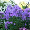 Флокс метельчатый сиренево-фиолетовый утром © blumgarden.ru