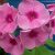 Флокс метельчатый темно-розовый с малиновым центром © blumgarden.ru
