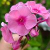 Флокс метельчатый темно-розовый с малиновым центром © blumgarden.ru