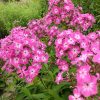 Флокс ярко-розовый с белой серединой © blumgarden.ru