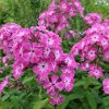 Флокс ярко-розовый с белой серединой © blumgarden.ru