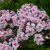 Флокс белый с розовым: сеянец флокса Румяный © blumgarden.ru