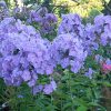 Флокс сиреневый вечером © blumgarden.ru