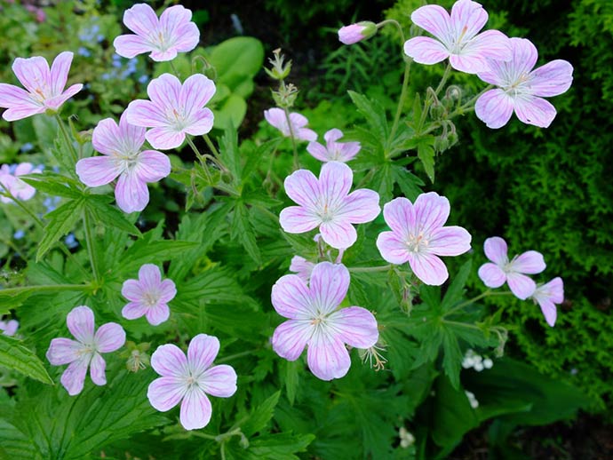 Герань гибридная «Мелинда» (Geranium hybridum Melinda)