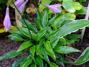 Хоста Литтл Девил (Hosta Little Devil) © Blumgarden.ru