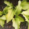 Хоста Dab a Green (Hosta «Даб э Грин») © blumgarden.ru