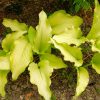 Хоста Dab a Green (Hosta «Даб э Грин») © blumgarden.ru