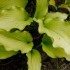 Хоста Dab a Green (Hosta «Даб э Грин») в горшках © blumgarden.ru