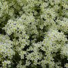 Камнеломка котиледон «Пирамидалис» (Saxifraga cotyledon Pyramidalis) © blumgarden.ru