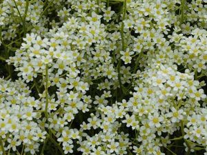 Камнеломка котиледон «Пирамидалис» (Saxifraga Cotyledon Pyramidalis) © Blumgarden.ru