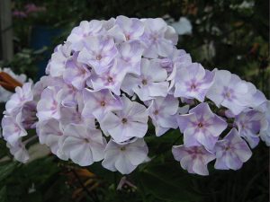 Флокс метельчатый бело-сиреневый фарфоровый © Blumgarden.ru