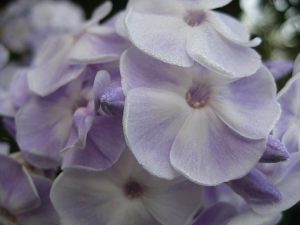 Флокс светло-сиреневый фарфоровый