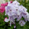 Флокс метельчатый светло-сиреневый © blumgarden.ru
