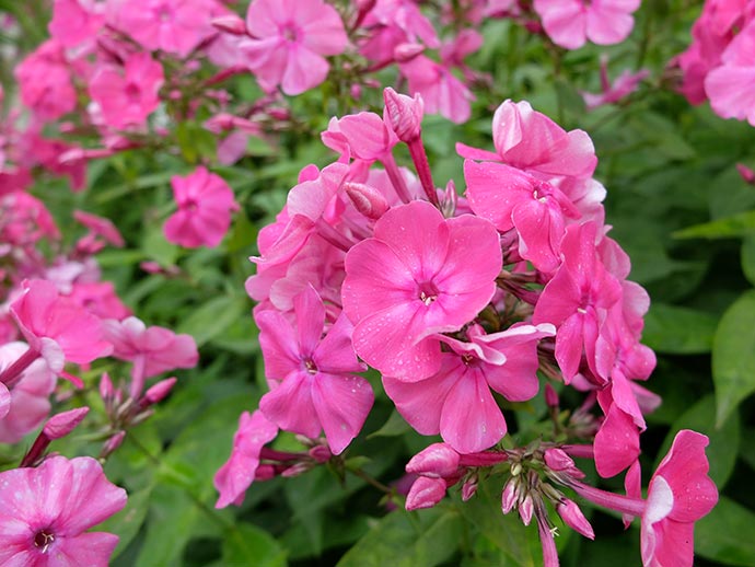 Цветы флоксы многолетние ярко-розовые © blumgarden.ru