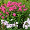 Цветы флоксы ярко-розовые и бело-сиреневые в цветнике © blumgarden.ru