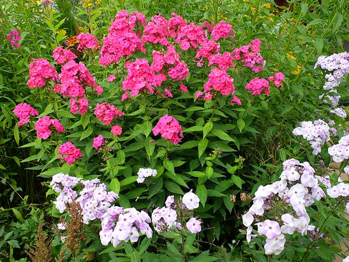 Цветы флоксы ярко-розовые и бело-сиреневые в цветнике © blumgarden.ru
