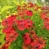 Гелениум красный (Helenium autumnale Red) © blumgarden.ru
