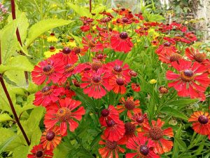 Гелениум красный (Helenium Autumnale Red) © Blumgarden.ru