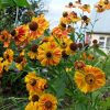 Куст гелениума двухцветного © blumgarden.ru