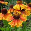 Гелениум осенний двухцветный многолетний © blumgarden.ru