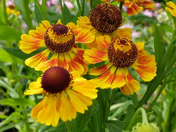 Гелениум осенний двухцветный (Helenium autumnale bicolour)