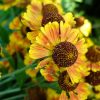 Гелениум осенний многолетний двухцветный © blumgarden.ru