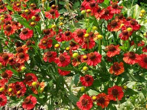 Гелениум осенний красный (Helenium Autumnale Red)