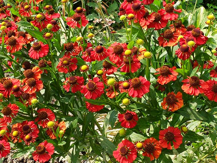 Гелениум осенний красный (Helenium autumnale Red)