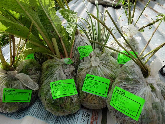 Саженцы многолетних растений упакованы для доставки по России © blumgarden.ru