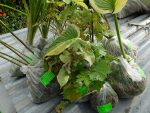 Саженцы садовых растений на отправку © Blumgarden.ru