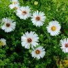 Астра многолетняя низкорослая белая © blumgarden.ru
