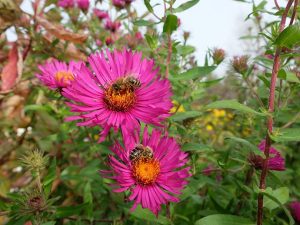 Астра новоанглийская осенняя (Aster novae-angliae) © blumgarden.ru