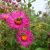 Астра новоанглийская осенняя (Aster novae-angliae) © blumgarden.ru