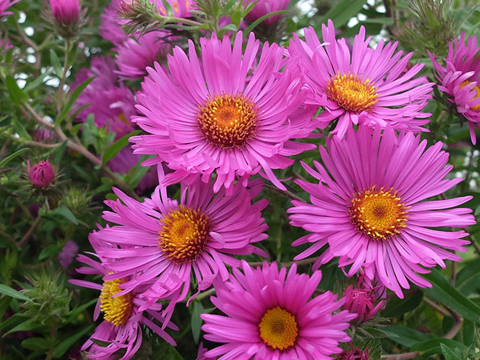 Астра новоанглийская осенняя высокая, розовая (Aster novae-angliae)