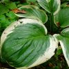 Хоста «Диана Ремемберед» (Hosta Diana Remembered) © blumgarden.ru