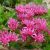 Очиток ложный Розеум (Sedum spurium Roseum) © blumgarden.ru