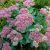 Очиток видный «Бриллиант» (Sedum spectabile Brilliant) © blumgarden.ru
