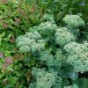 Очиток видный «Бриллиант» в начале цветения © blumgarden.ru