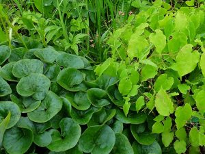 Копытень европейский и горянка Оранж Кениген в тенистом саду © blumgarden.ru