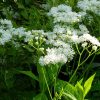 Траутфеттерия каролинская цветет © blumgarden.ru