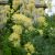 Василистник желтый © blumgarden.ru
