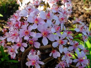 Цветок дармеры щитовидной © Blumgarden.ru