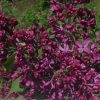Сирень темно-пурпурная «Анна Шиач» (Syringa vulgaris Anne Shiach) © blumgarden.ru