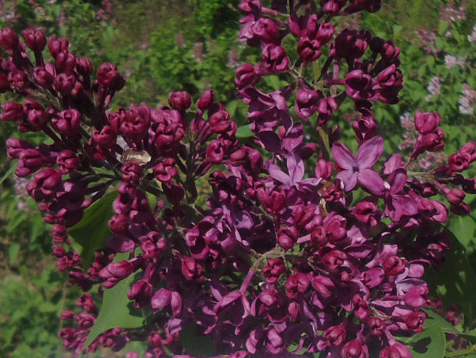 Сирень темно-пурпурная «Анна Шиач» (Syringa vulgaris Anne Shiach) © blumgarden.ru