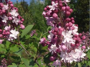 Сирень гиацинтовая «Свитхарт» (Sweetheart) © blumgarden.ru