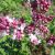 Сирень гиацинтоцветная «Свитхарт» (Sweetheart) © blumgarden.ru