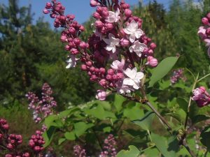 Сирень «Свитхарт» (Sweetheart) © Blumgarden.ru